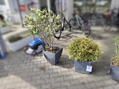 Verschiedene Pflanzen je 15€ 