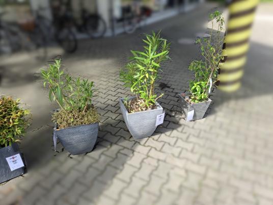 Verschiedene Pflanzen je 15€ 