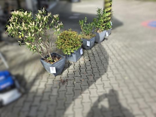 Verschiedene Pflanzen je 15€ 